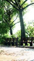 Row of Park Benches in Urban Park video