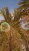 Palm Tree With Soap Bubbles Floating video