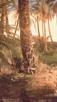 Palm Tree and Stream in Tropical Setting video