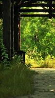 Sunlit Pathway in a Lush Green Park at Daytime video