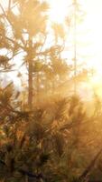 Sunlight Filtering Through Pine Tree Branches video