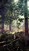 Dense Forest With Abundant Trees and Leaves video