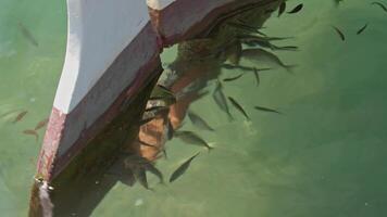 illusion établi par poisson flottant dans le mer groupé derrière une pêche bateau images. video