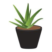 Aloe vera icon vector
