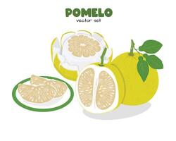 Pomelo . Grapefruit. Shaddock fruit with yellow rind. Flat in cartoon style isolated on white background. vector