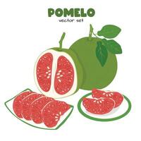 Pomelo . Grapefruit. Shaddock fruit with green rind. Flat in cartoon style isolated on white background. vector