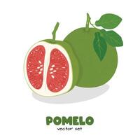 Pomelo . Grapefruit. Shaddock fruit with green rind. Flat in cartoon style isolated on white background. vector