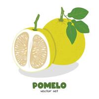 Pomelo . Grapefruit. Shaddock fruit with yellow rind. Flat in cartoon style isolated on white background. vector