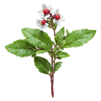 Cowberry Bush low growing shrub with small glossy leaves and red berry like fruits Vaccinium png