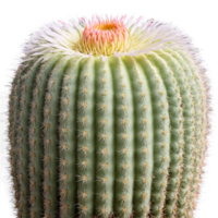 Organ Pipe Cactus tall cactus with multiple upright stems and white spines in a large png