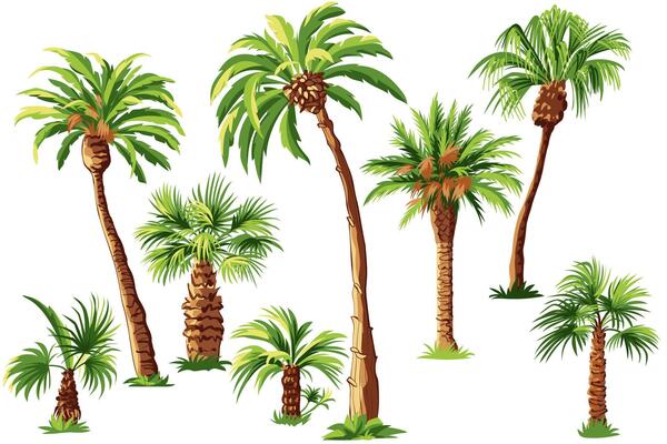 Set palm trees isolated on white background