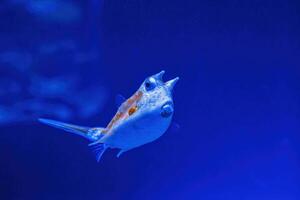 Underwater shot of fish Lactoria cornuta photo