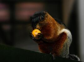 Squirrel eats fruit with a large plan photo