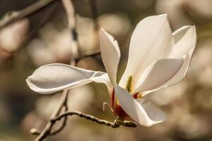 hermosa magnolia flores con agua gotas foto