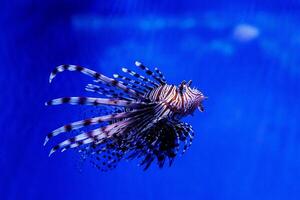 Fish Lionfish - Zebra, Pterois volitans photo