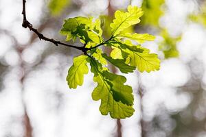 Beautiful young leaves in the sunshine photo