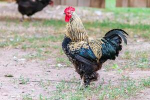 beautiful cock on grass background photo