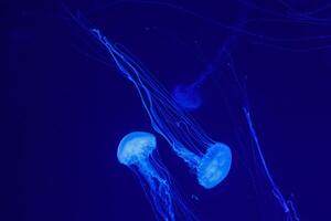 macro of a beautiful jellyfish chrysaora quinquecirrha photo