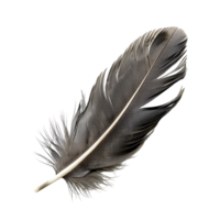 Premium Quill Feather Cut Outs High Quality Images png