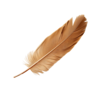 Quill Feather Close Ups Premium Quality Stock Photography png