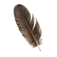 Classic Quill Feather Images for Your Creative Projects png