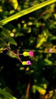 beautiful flowers with blur background photo