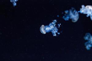 underwater shot of a beautiful Australian Spotted Jellyfish photo