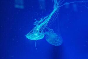 underwater shot of beautiful Chrysaora quinquecirha photo