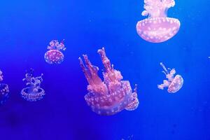 macro of a beautiful jellyfish mastigias papua photo