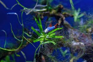 Underwater shot of a fish labeo frenatus glofish photo