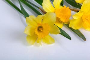 beautiful yellow flowers daffodils on a white background photo