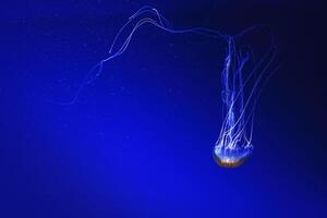 macro photography underwater northern sea nettle or brown jellyfish jellyfish photo
