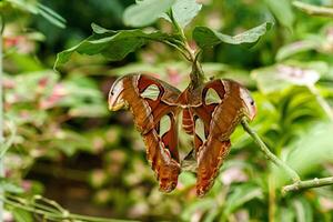 macro hermosa mariposa Attacus lorquín foto