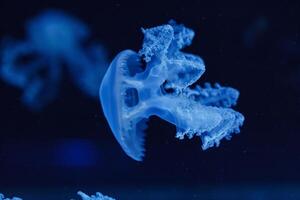 submarino Disparo de hermosa jaspeado Medusa lychnorhiza lucerna foto