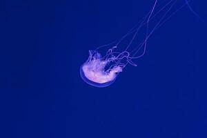 underwater shooting of beautiful Amakusa Jellyfish small Sanderia Malayensis photo