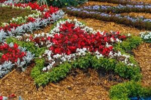 beautiful multi-colored flower beds of flowers photo