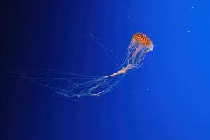 macro photography underwater northern sea nettle or brown jellyfish jellyfish photo