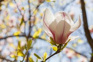 hermosa magnolia floración en contra el azul cielo foto