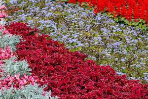 beautiful multi-colored flower beds of flowers photo