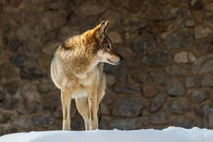 hermosa lobo en un Nevado la carretera foto