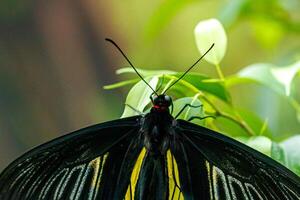 macro hermosa mariposa troides radamanto foto