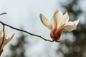 hermosa magnolia flores con agua gotas foto