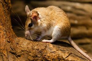 ratón con largo Bigote de cerca foto