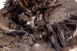 Macro stone Vivianite mineral on white background photo