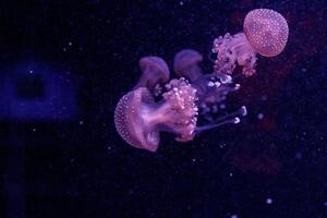 macro of a beautiful jellyfish phyllorhiza punctata photo