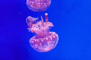 macro of a beautiful jellyfish mastigias papua photo