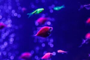 macro beautiful fish glo tetra fish danio rerio photo