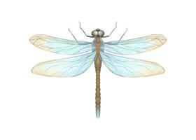 I130Blue orange Dragonfly. Summer flying insect. damselfly in Art Nouveau style. Top side, macro view. Watercolor illustration. For wedding invitations, birthday cards, greetings vector