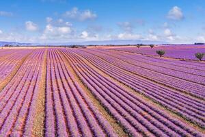 Aerial view of lavender fields in bloom in Provence, landscape of France. Wonderful scenery, amazing summer picturesque blooming lavender flowers, peaceful sunny view, agriculture. Idyllic nature photo