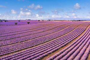 Aerial view of lavender fields in bloom in Provence, landscape of France. Wonderful scenery, amazing summer picturesque blooming lavender flowers, peaceful sunny view, agriculture. Idyllic nature photo